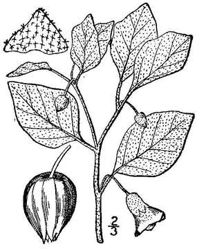 Image of starhair groundcherry