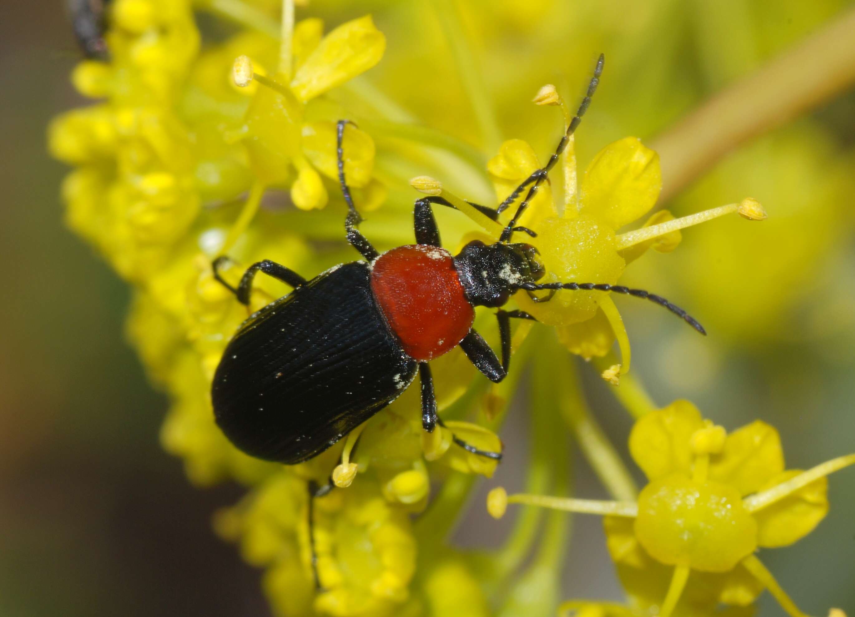 Image of Heliotaurus ruficollis