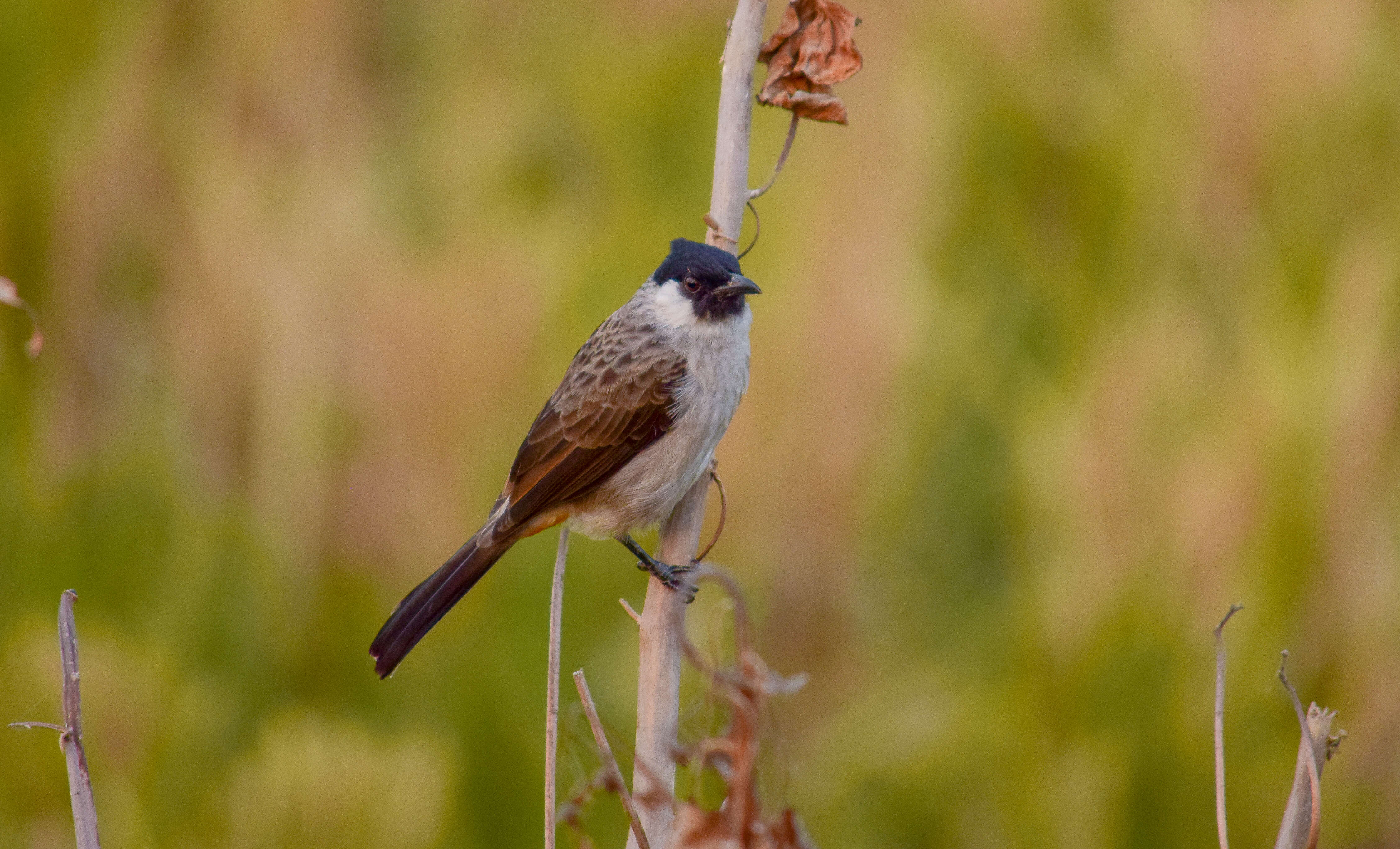 Image of Sooty-headed Bulbul