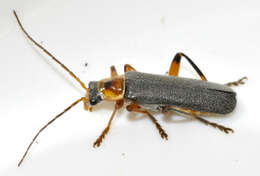 Imagem de Cantharis nigricans