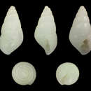 Image de Odostomia mauritiana Dall & Bartsch 1906