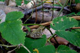 Image of Common frog