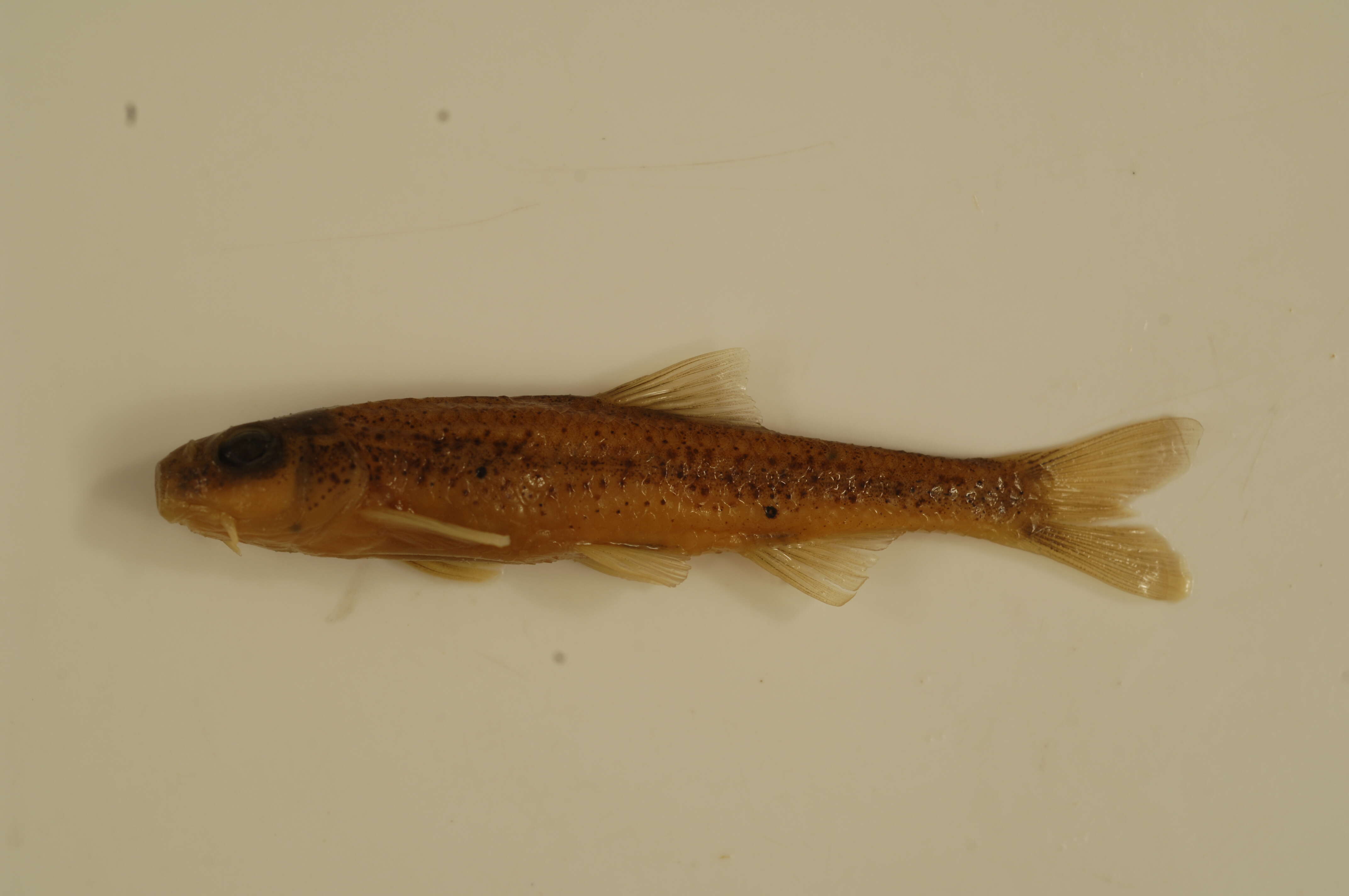 Macrhybopsis hyostoma (Gilbert 1884)的圖片