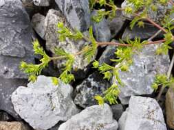 Image of Bushy Cinquefoil