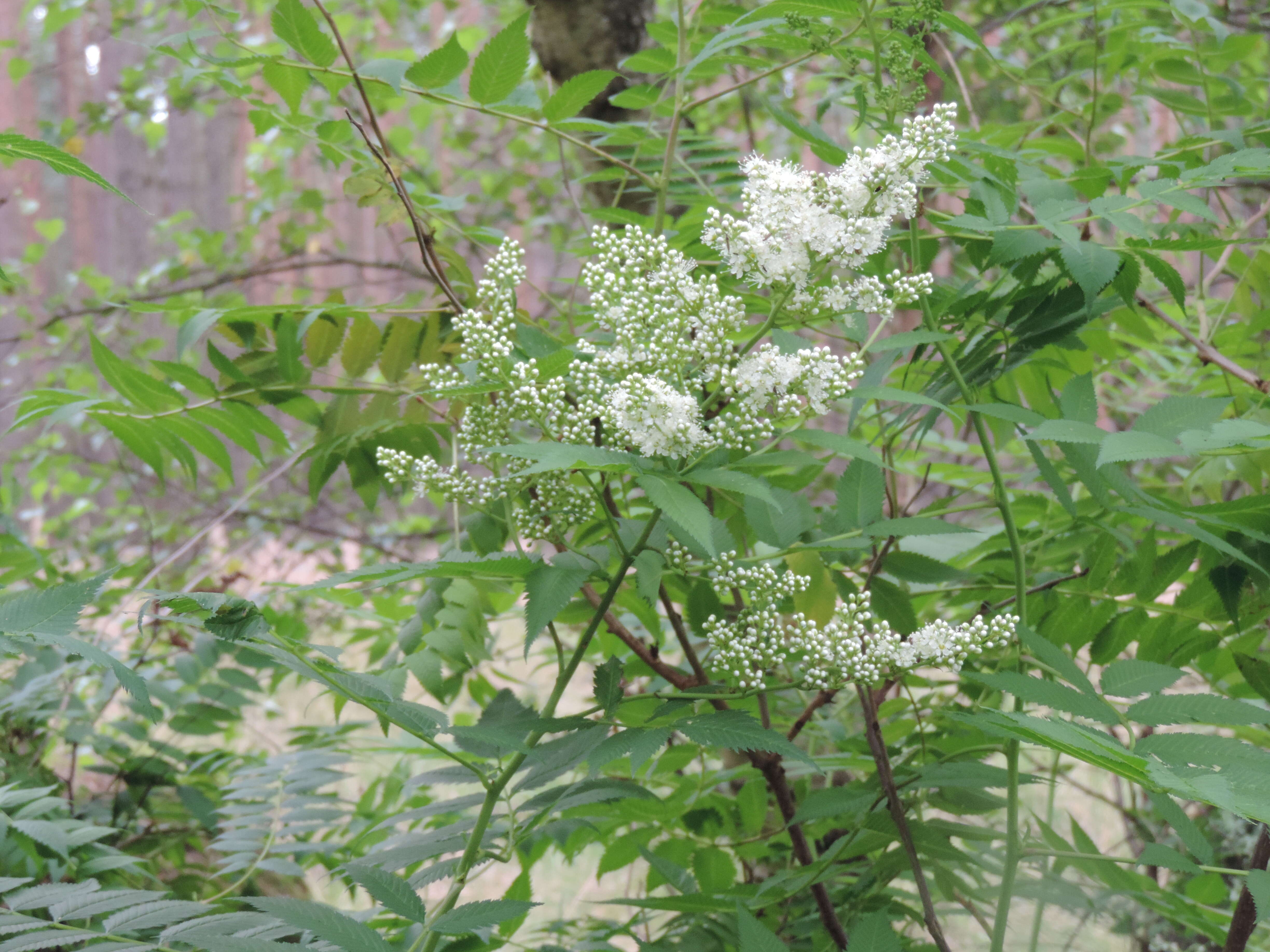 Image of false spiraea