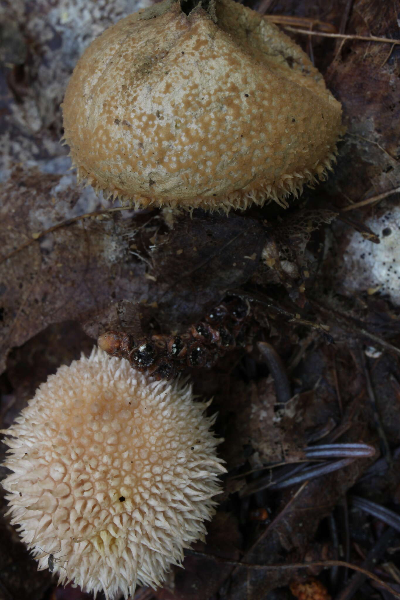 Imagem de Lycoperdon subincarnatum Peck 1872