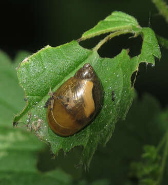 Image of amber snail