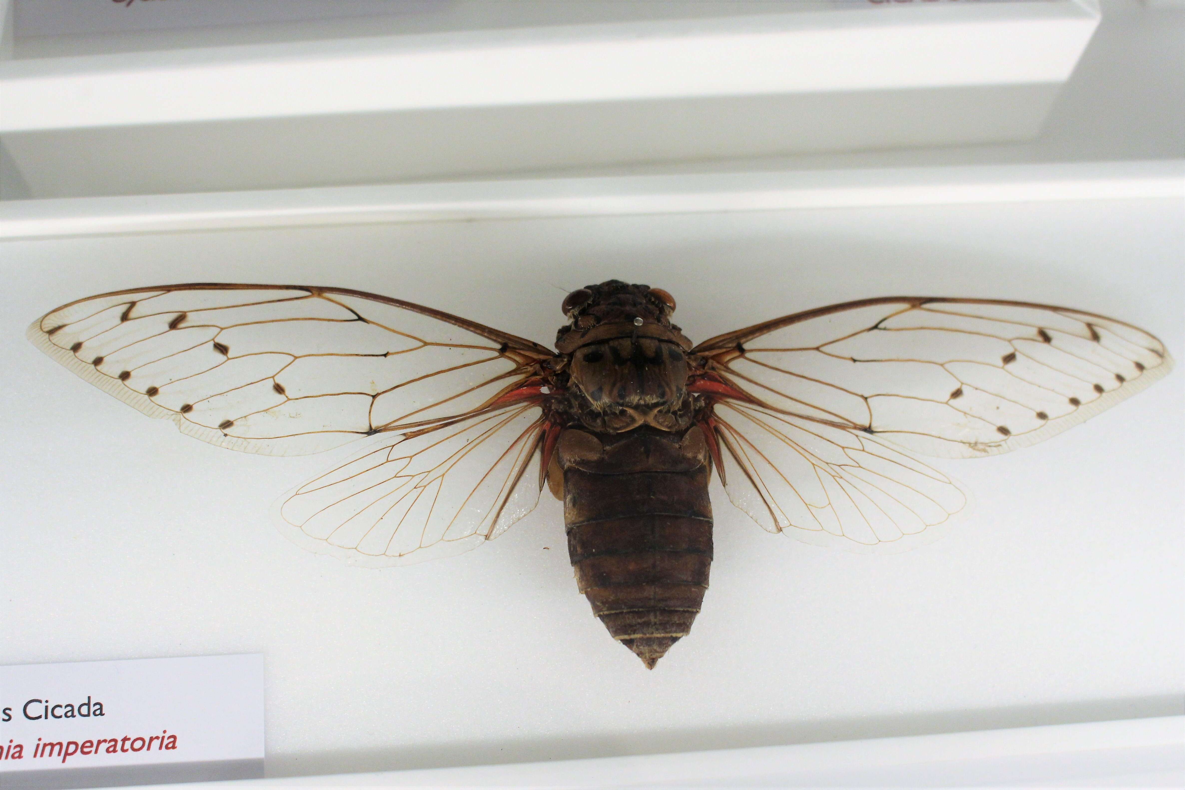 Image of Empress cicada