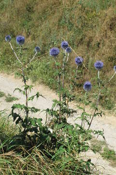 Image of Echinops bannaticus Rochel ex Schrad.