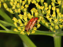 Image of Rhagonycha fulva