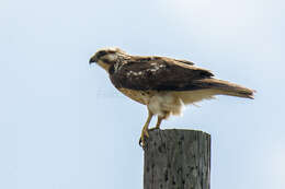 Image of Red-tailed Hawk