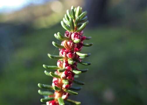 Image of black crowberry