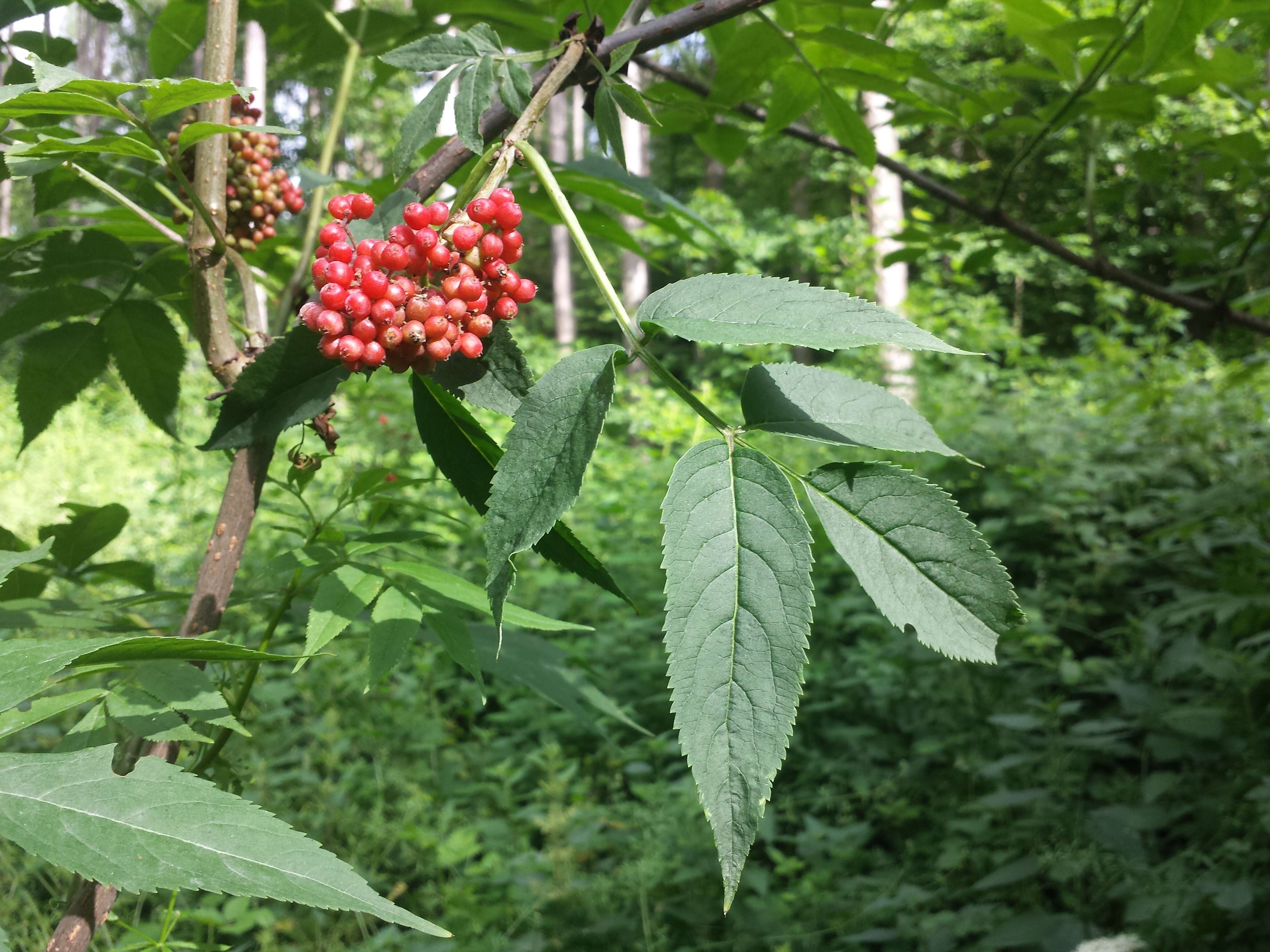 Imagem de Sambucus racemosa L.