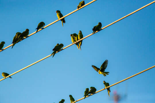 Image of Green Parakeet