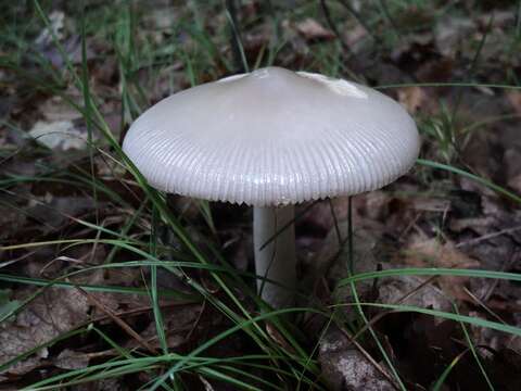 Image of Amanita vaginata (Bull.) Lam. 1783