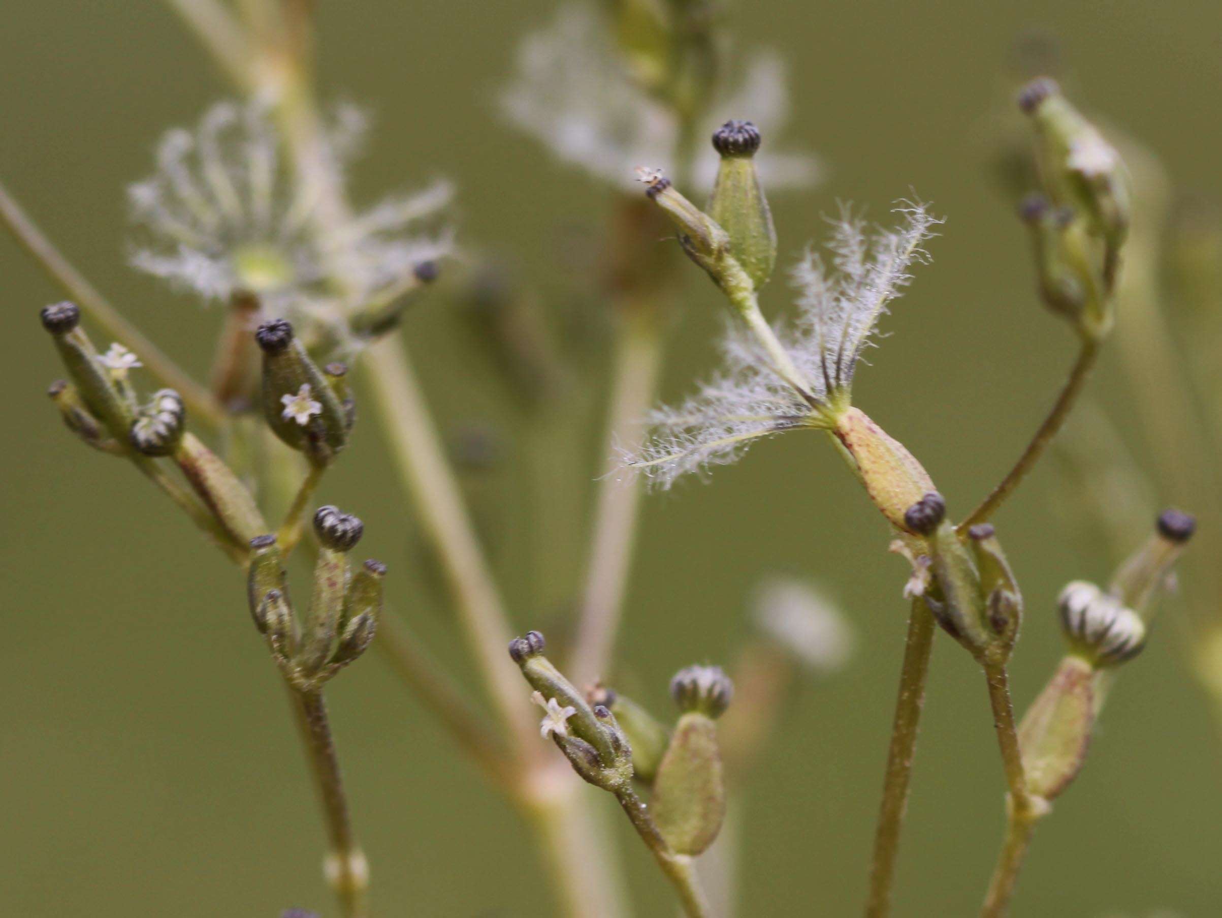 Image of tobacco root