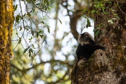 Image of Lion-tailed Macaque