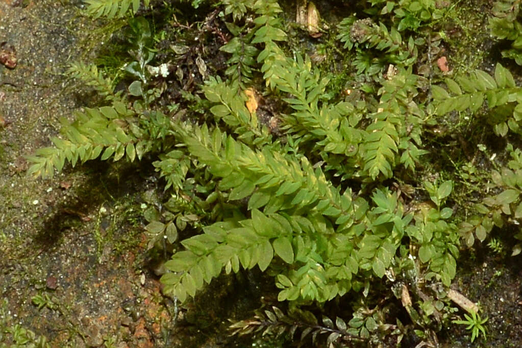 Image of Opal Thread-moss