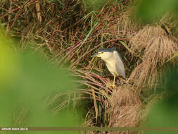 Image of Night Herons