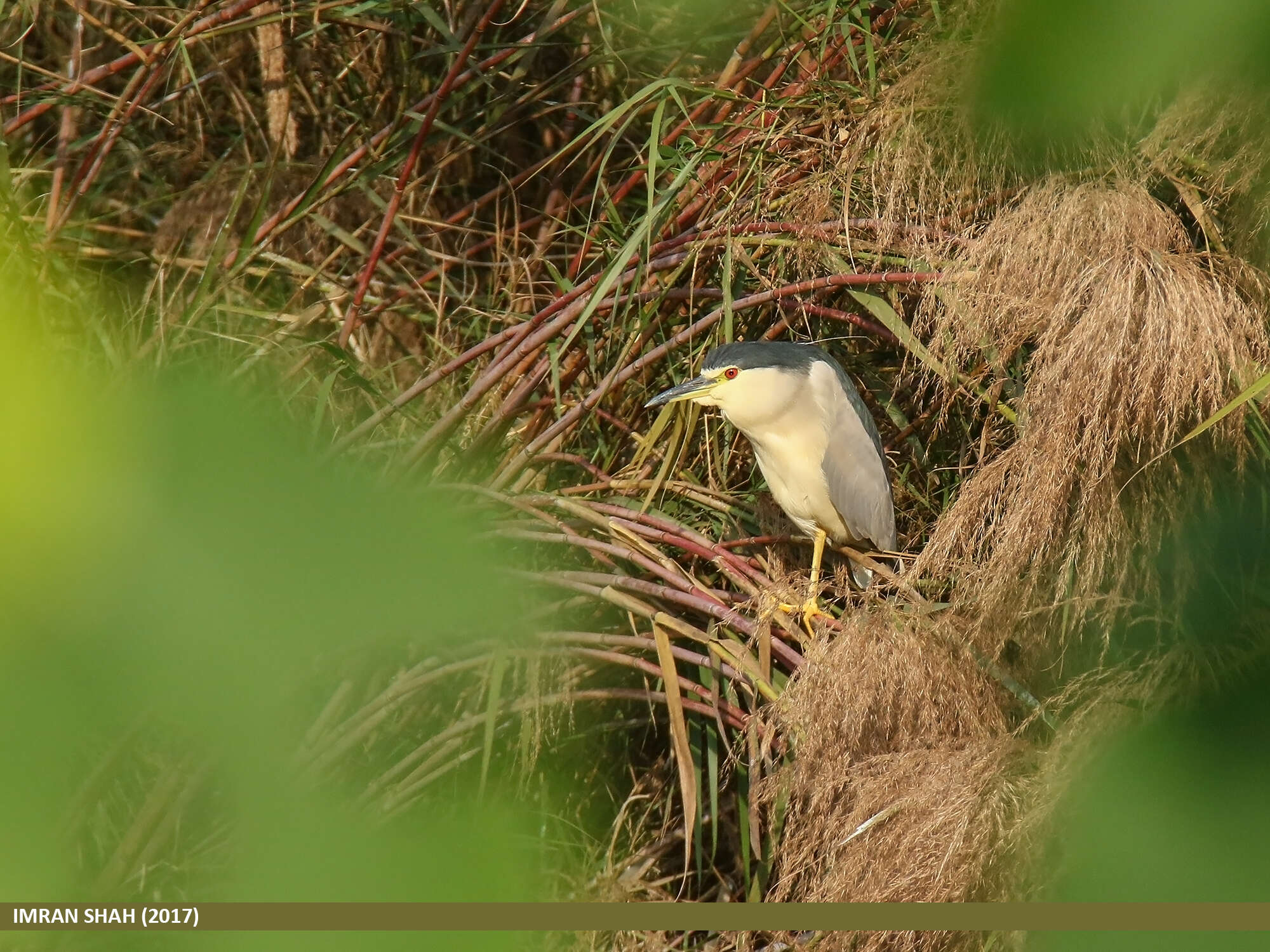 Image of Night Herons