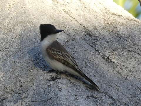 Image of Loggerhead Kingbird