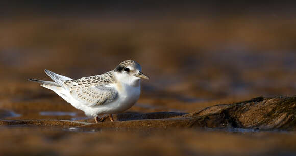 Image of Fairy Tern