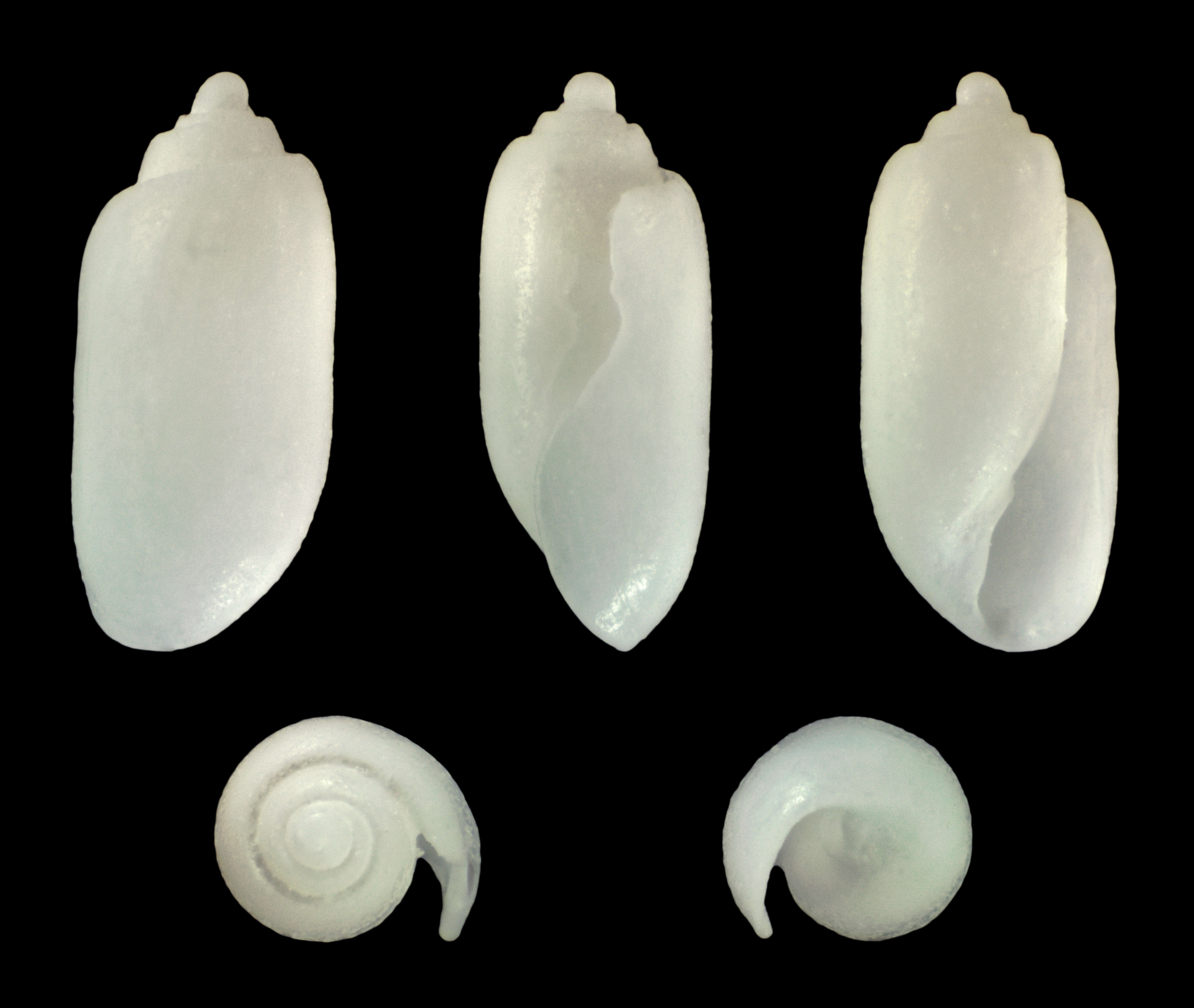 Image of Tornatinidae P. Fischer 1883