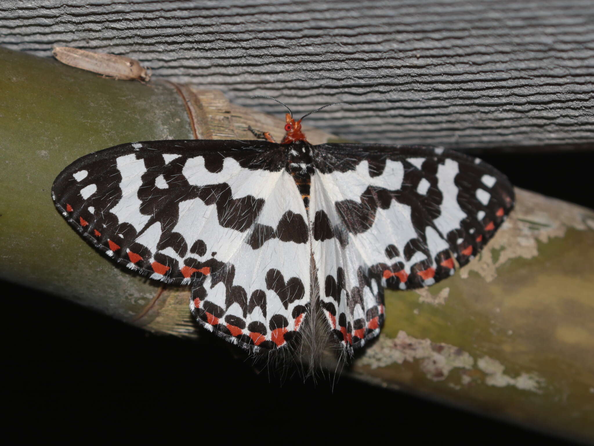 Image of Pterothysanus laticilia Walker 1854