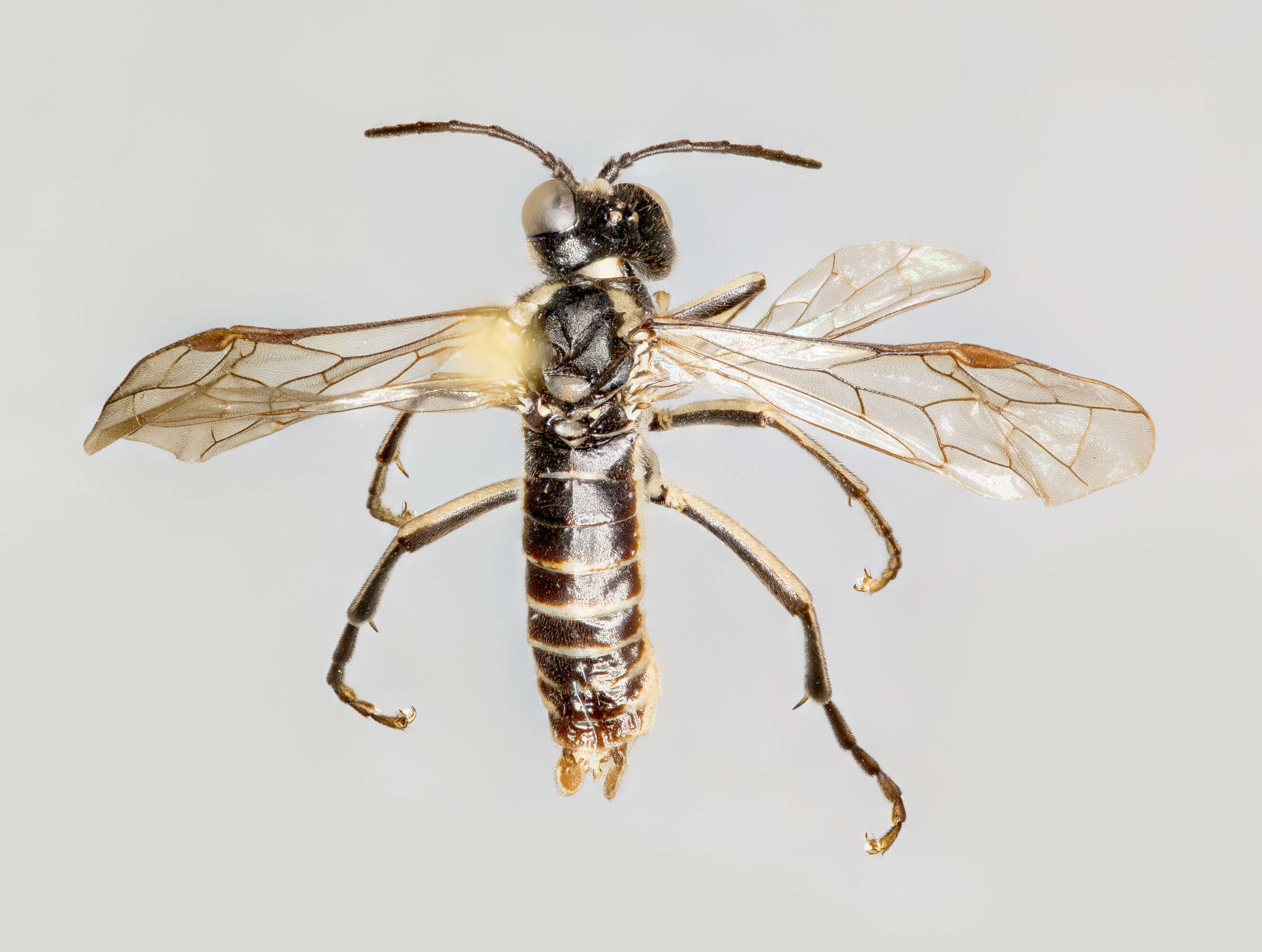 Image of <i>Tenthredo obsoleta</i>