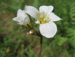 Image of Meadow Saxifrage