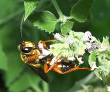 Image of Great Golden Digger Wasp