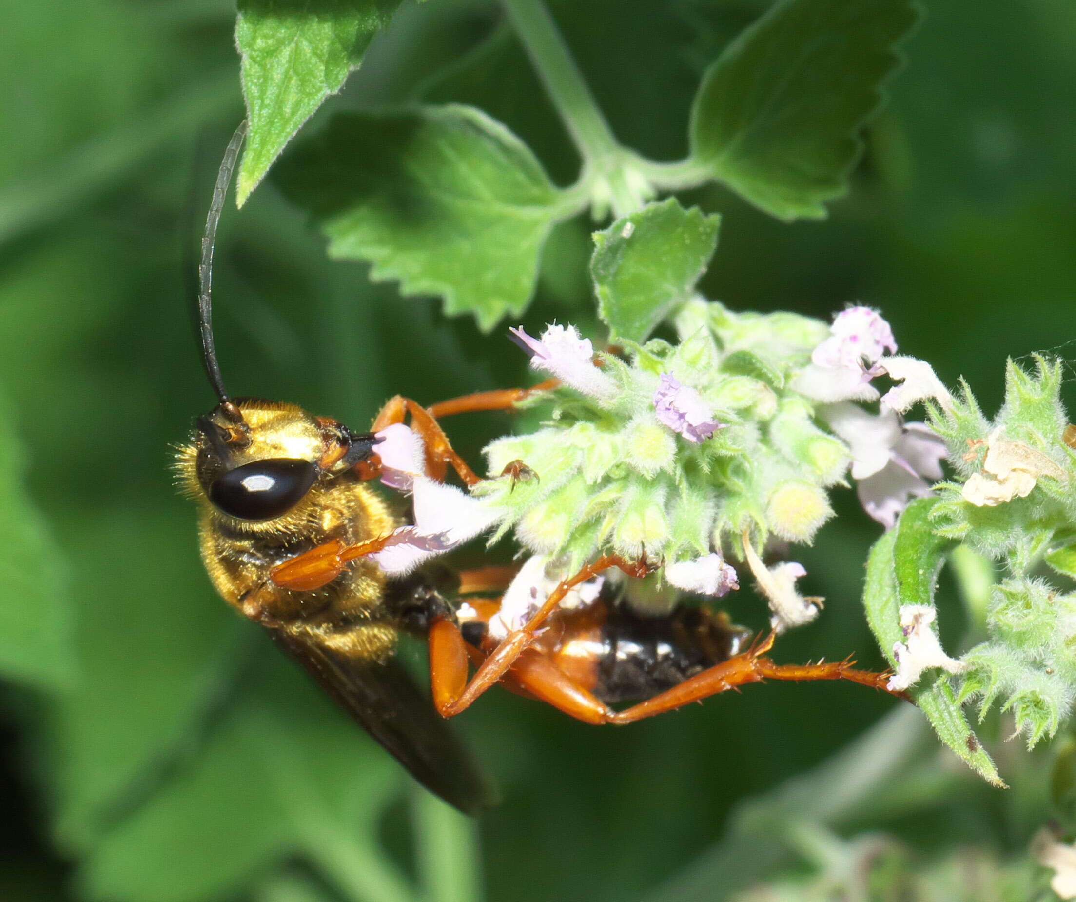 Image of Great Golden Digger Wasp