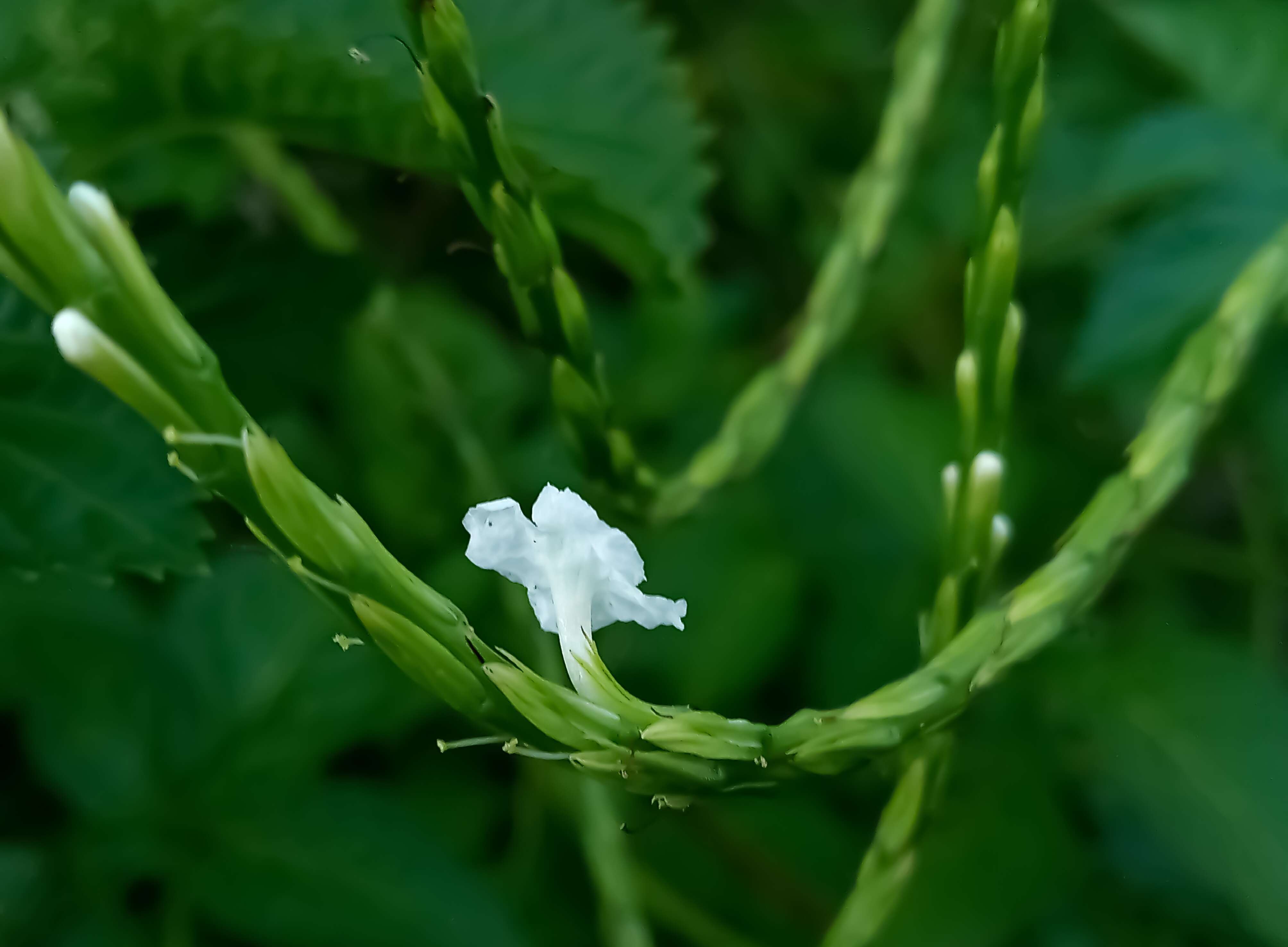 Image of Stachytarpheta indica (L.) Vahl