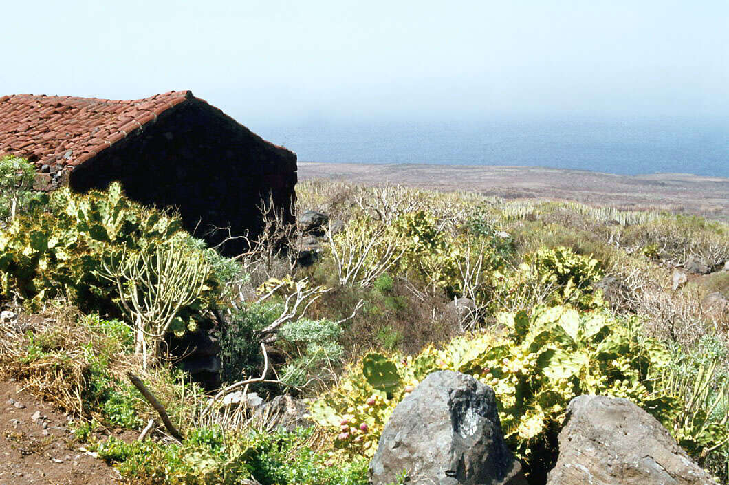 Image of Opuntia dillenii