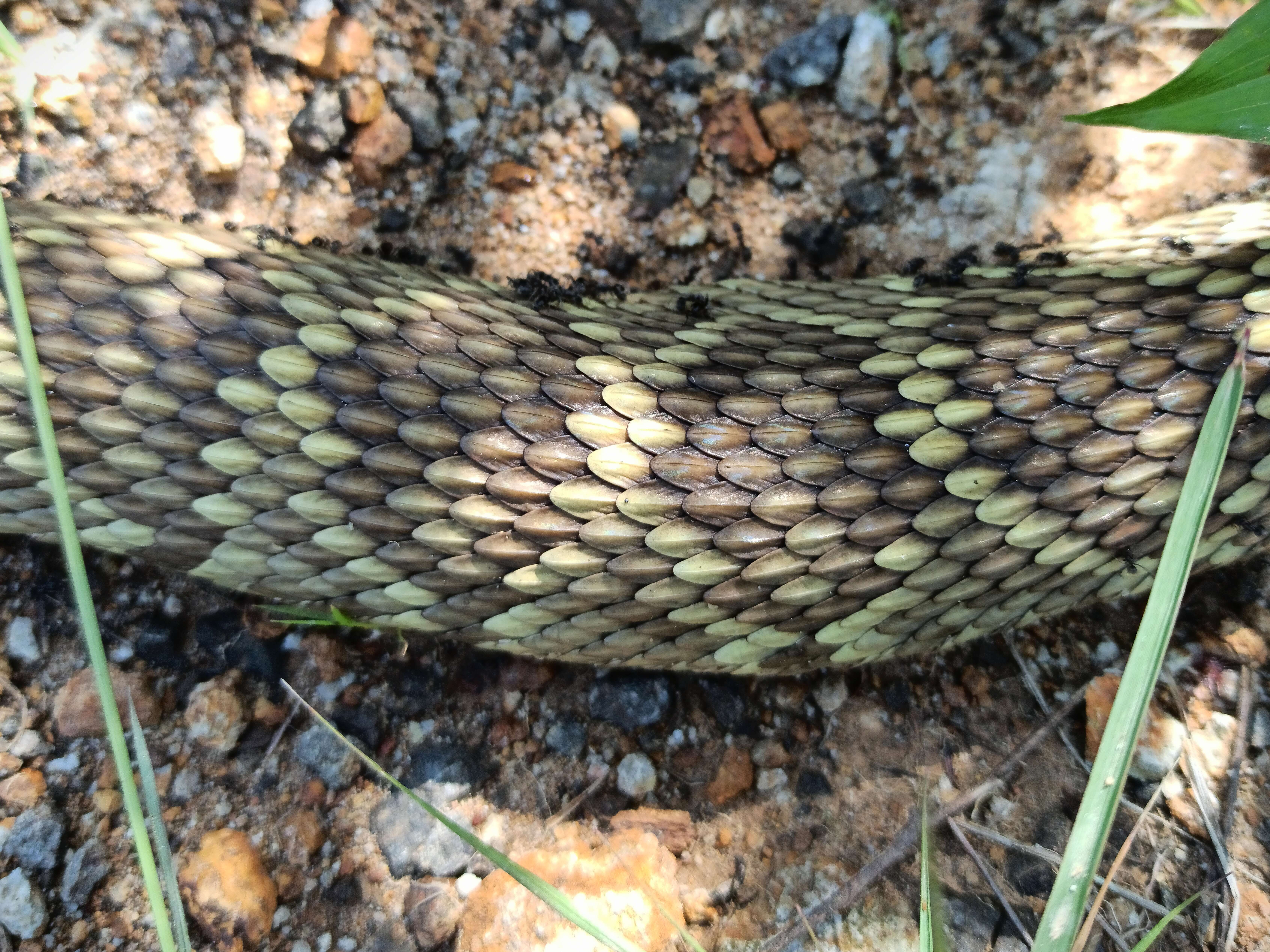 Image of Blacktail Rattlesnake