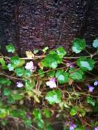 Image of Ivy-leaved Toadflax