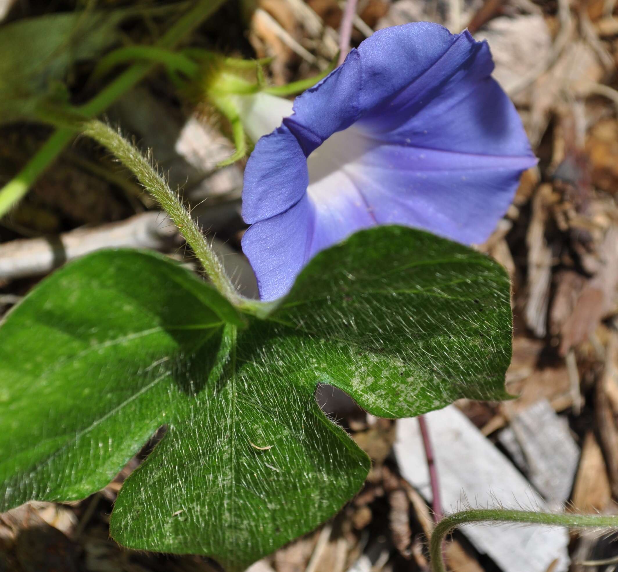 Image of Ivyleaf morning-glory