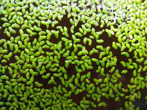 Image of Rootless Duckweed