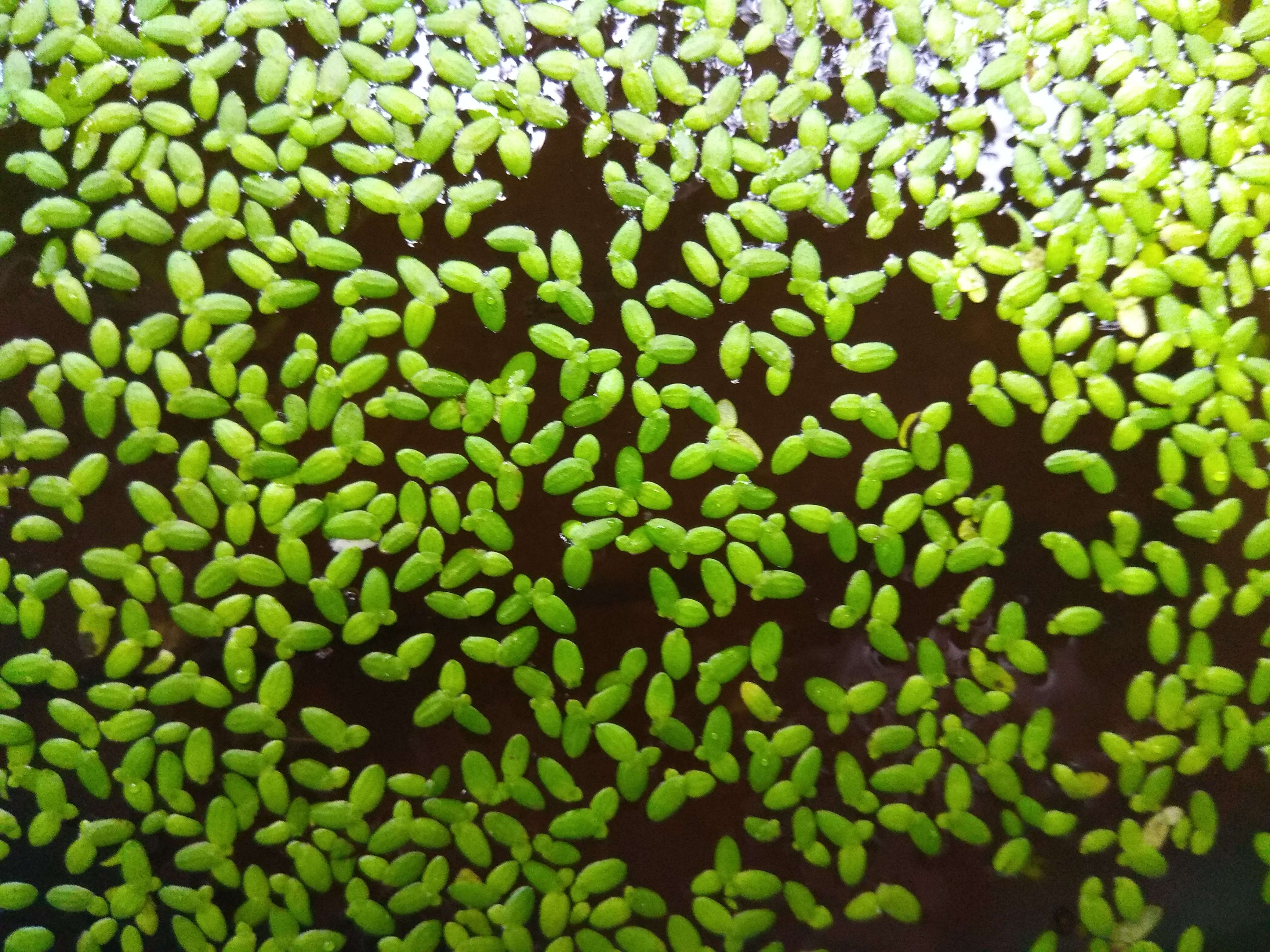 Image of Rootless Duckweed