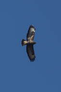 Image of Common Buzzard