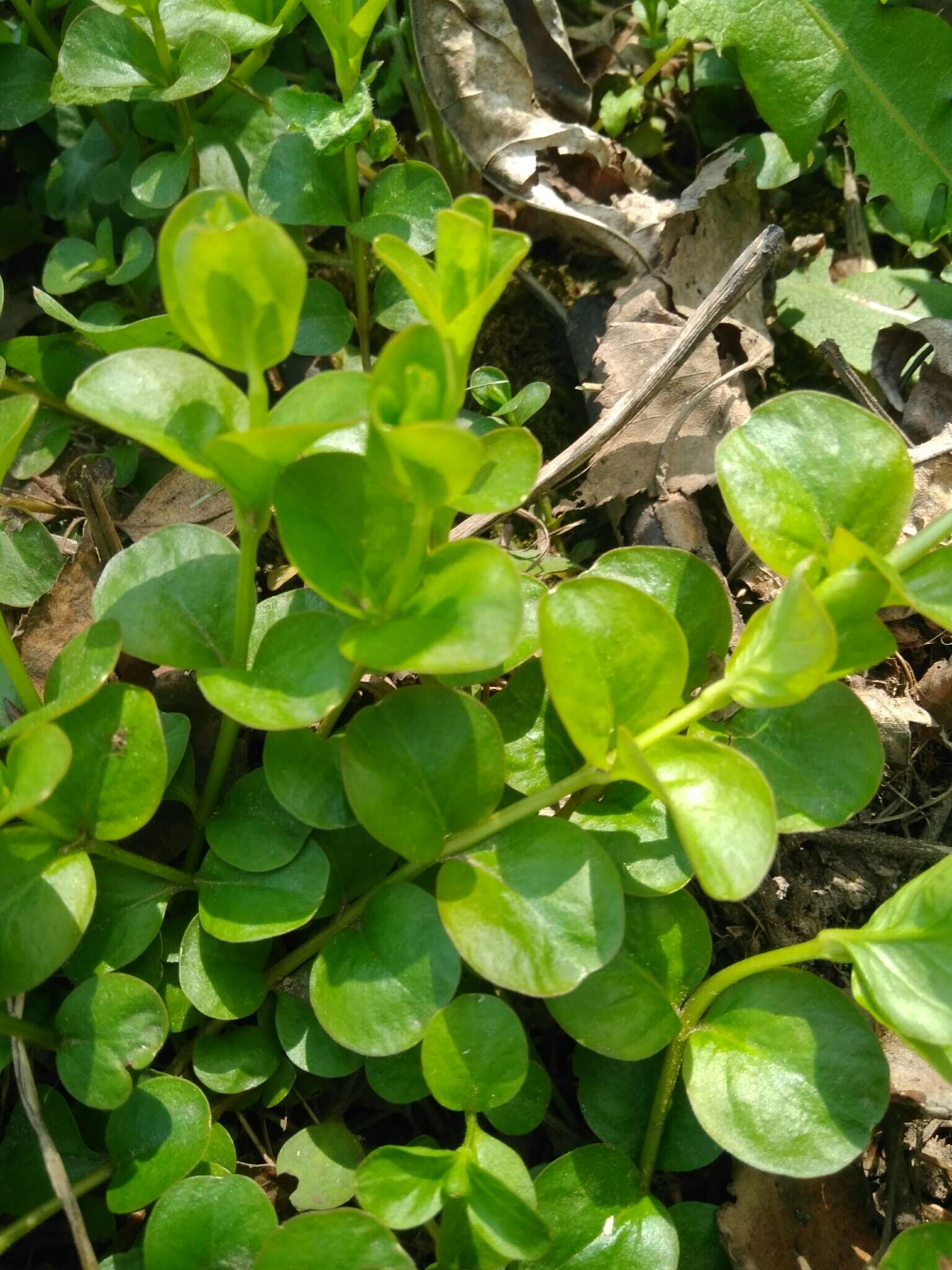 Image of creeping jenny