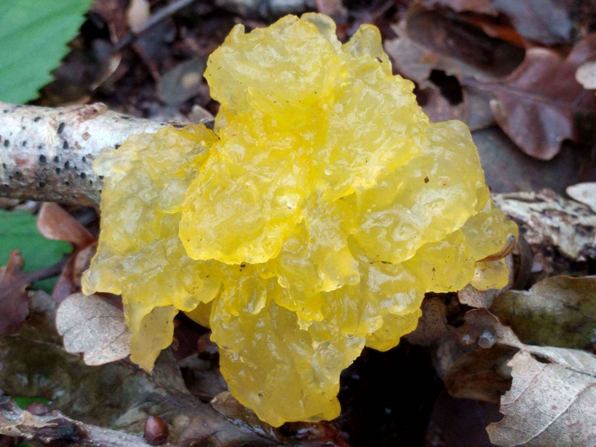 Image of Witches butter