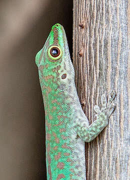 Image of Phelsuma