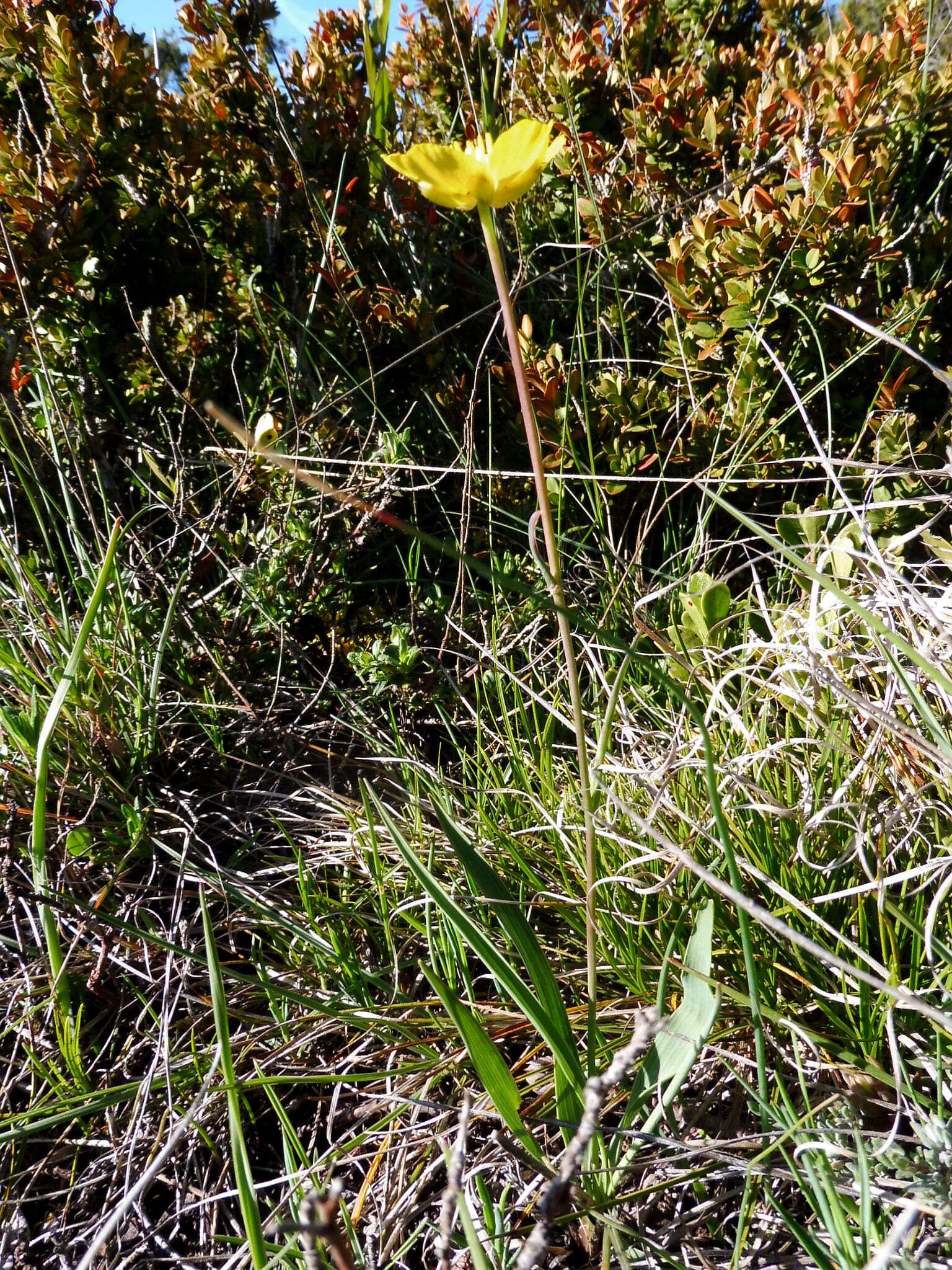 Image of Ranunculus gramineus L.