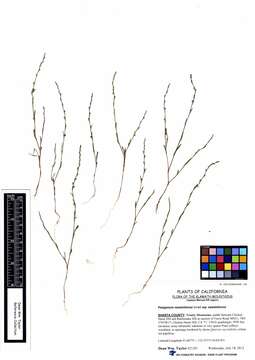 Image of Sawatch Knotweed