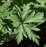 Image of Trollius yunnanensis (Franch.) Ulbr.