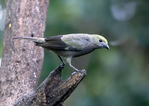 Image of Palm Tanager