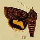 Image of Hyblaea flavifasciata Hampson 1910