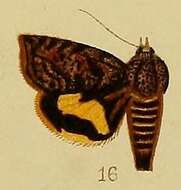 Image of Hyblaea flavifasciata Hampson 1910