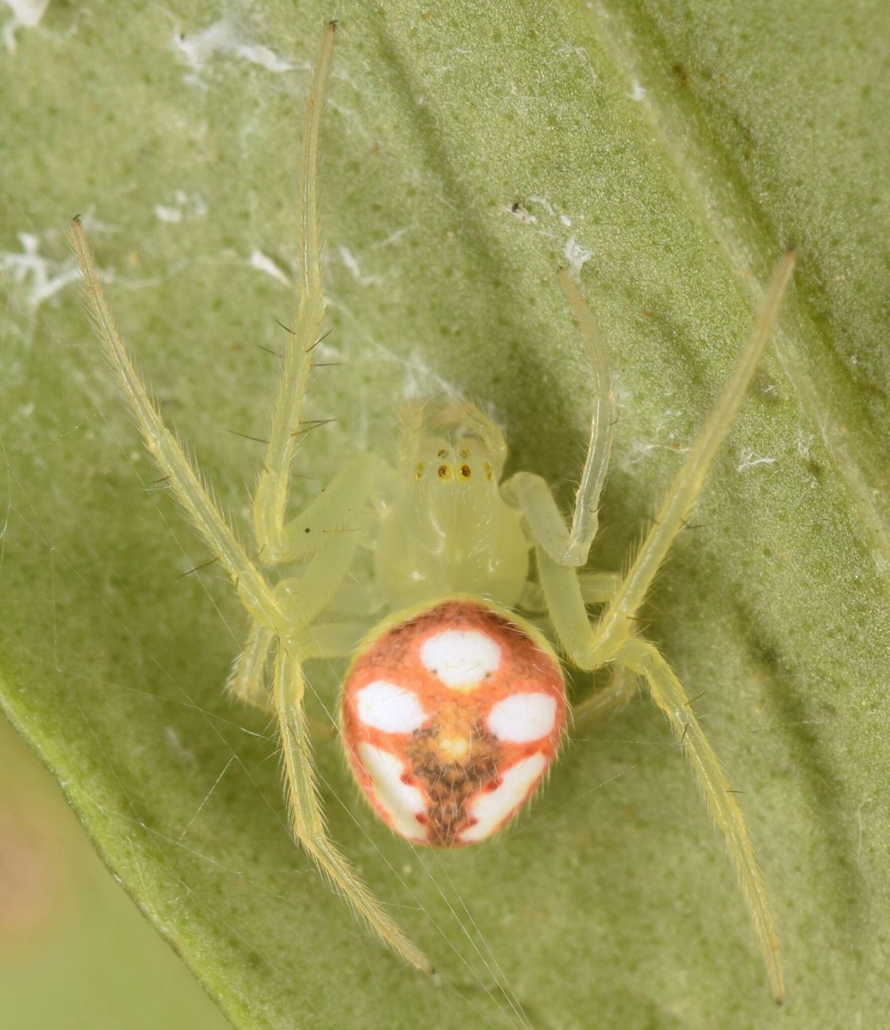 Imagem de Araneus guttulatus (Walckenaer 1841)